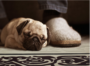 羊毛地毯好處：靜音節能